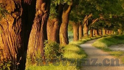 2018欧洲最新伦理片-2018年欧洲伦理片，人性深处的微光与暗影